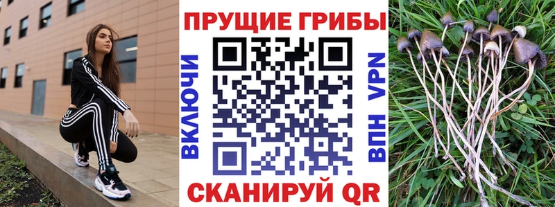 Галлюциногенные грибы Cubensis  Камышлов 